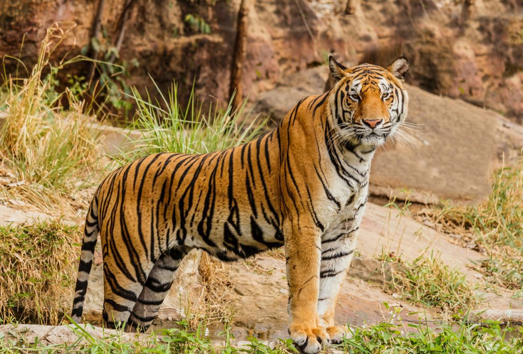 ranthambore
