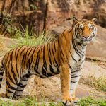 ranthambore
