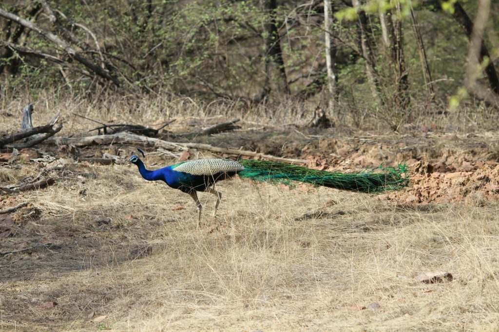 ranthambore