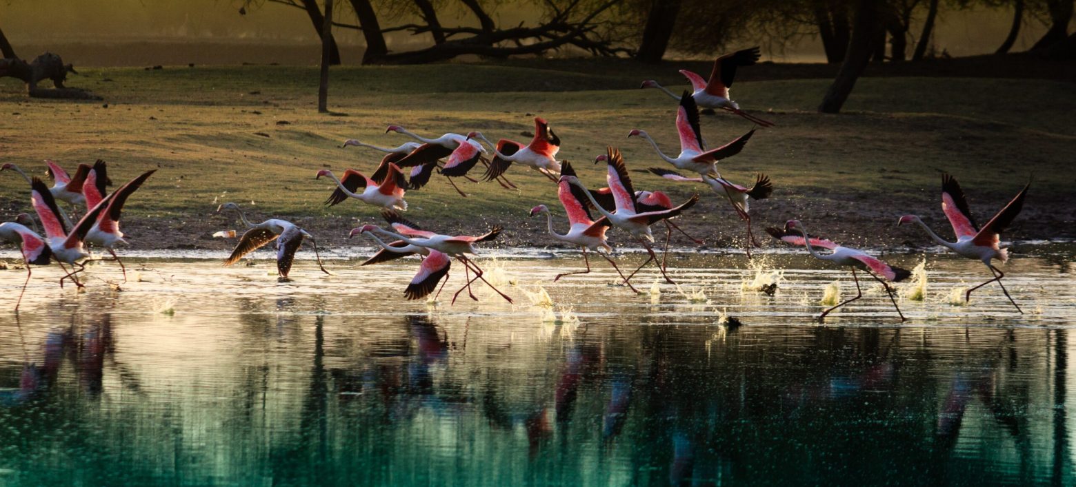 Thol bird sanctuary Gujarat Gujarat